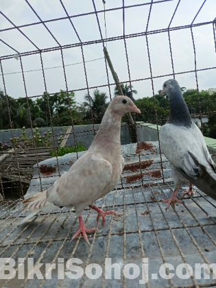 বাচ্চা কবুতর